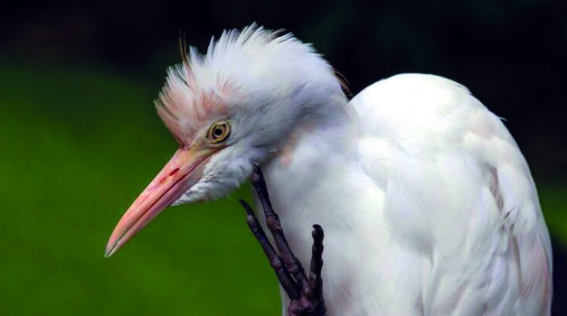 AVIFAUNE