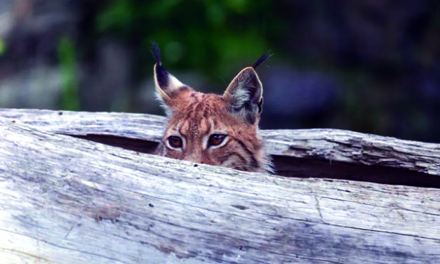 LYNX