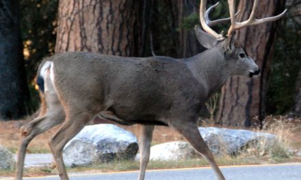 DANGEREUX HERBIVORES