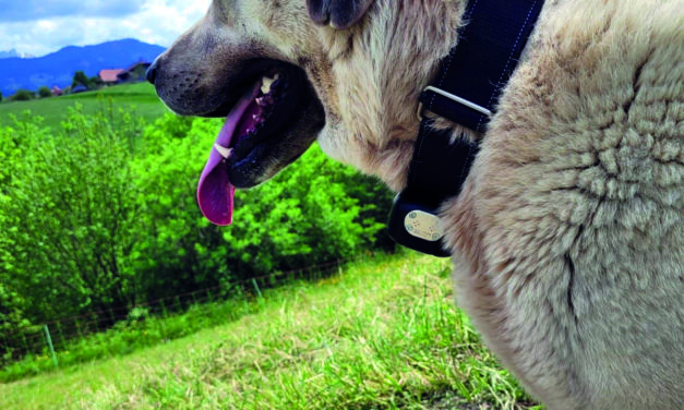ALPES-ÉCO, LA TECHNOLOGIE  AU SERVICE  DU  PASTORALISME