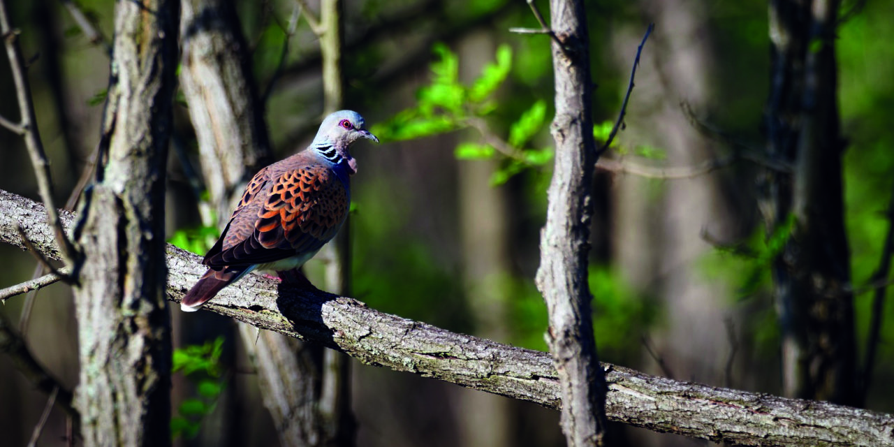 AVIFAUNE