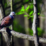 AVIFAUNE