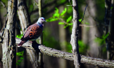 AVIFAUNE