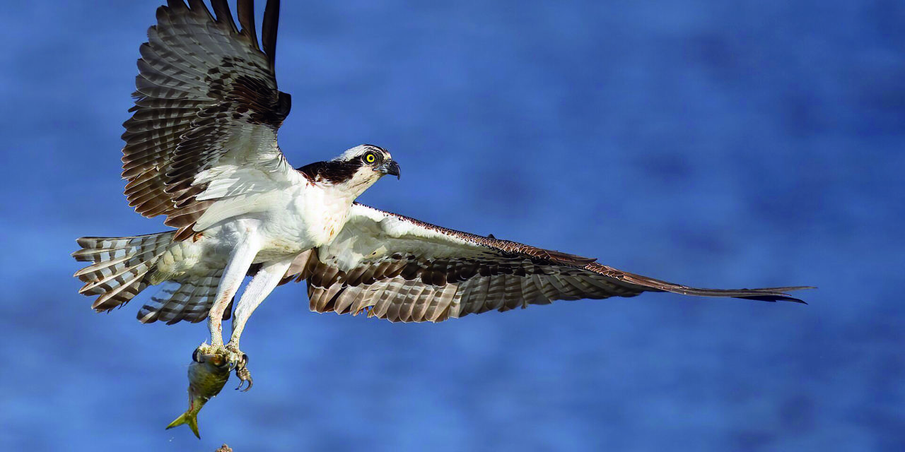 RAPACES