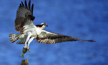 RAPACES
