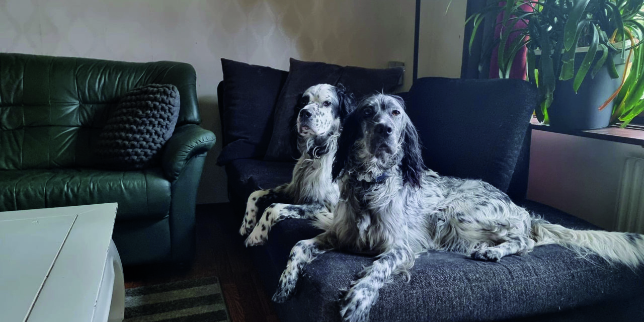 Chiots cherchent familles