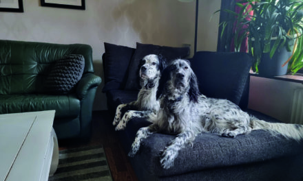 Chiots cherchent familles