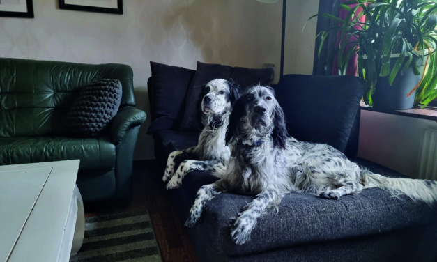 Chiots cherchent familles