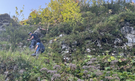 LE  RETOUR  DES COMPTAGES DU TÉTRAS LYRE DANS LE CANTON  DE VAUD