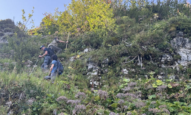 LE  RETOUR  DES COMPTAGES DU TÉTRAS LYRE DANS LE CANTON  DE VAUD