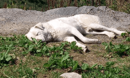 PROTECTION  DES TROUPEAUX