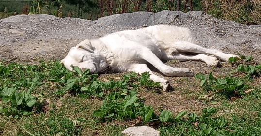 PROTECTION DES TROUPEAUX