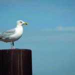 AVIFAUNE