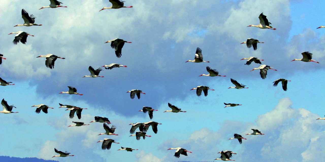 AVIFAUNE