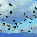 AVIFAUNE