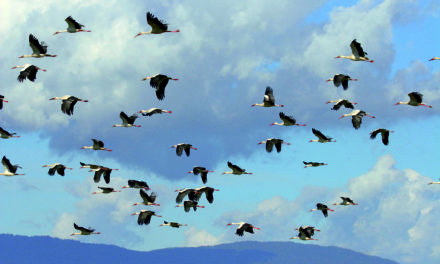 AVIFAUNE