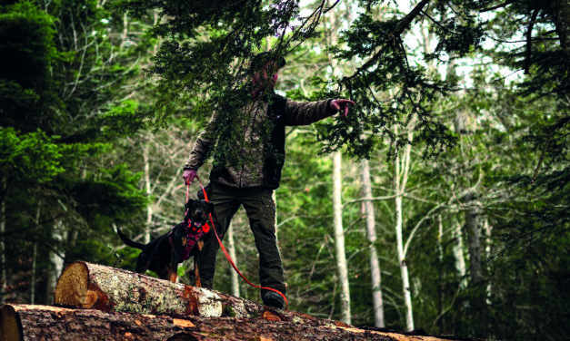 LES CHIENS DE CHASSE AU SERVICE DE LA COLLECTIVITE
