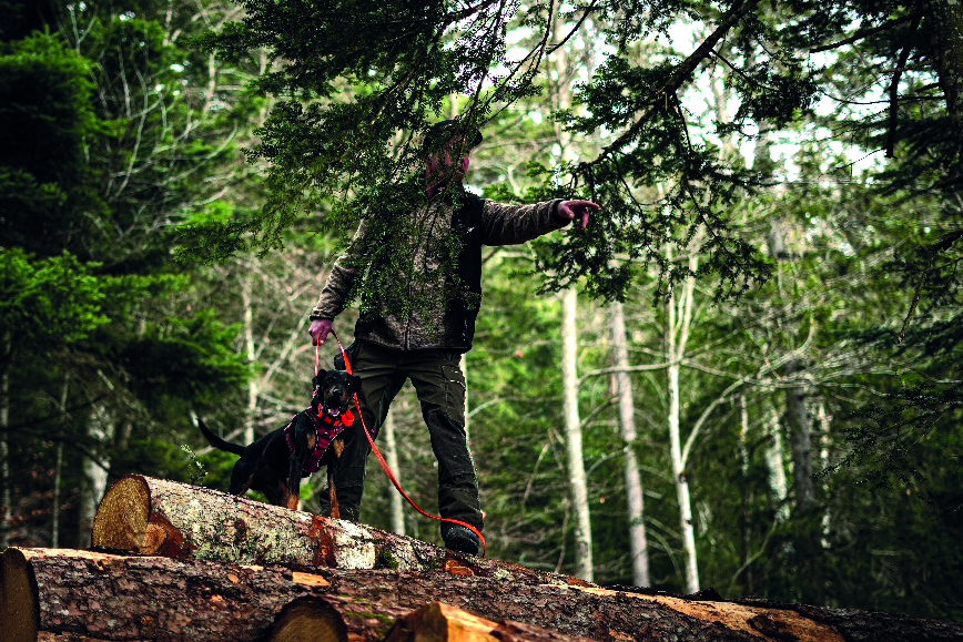 LES CHIENS DE CHASSE AU SERVICE DE LA COLLECTIVITE
