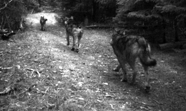 PROTECTION DES TROUPEAUX