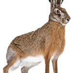 Étudier le lièvre, pas facile!