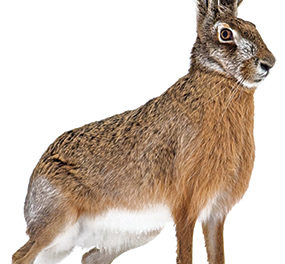 Étudier le lièvre, pas facile!