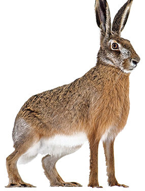 Étudier le lièvre, pas facile!