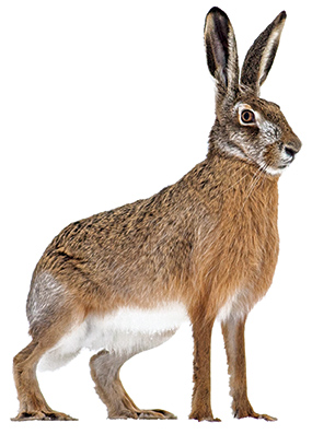 Étudier le lièvre, pas facile!