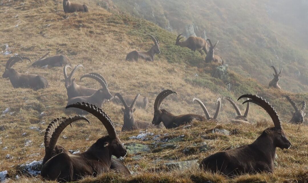 Bilan positif pour la régulation du bouquetin