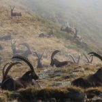 Bilan positif pour la régulation du bouquetin