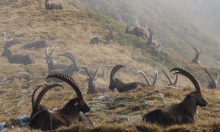 Bilan positif pour la régulation du bouquetin