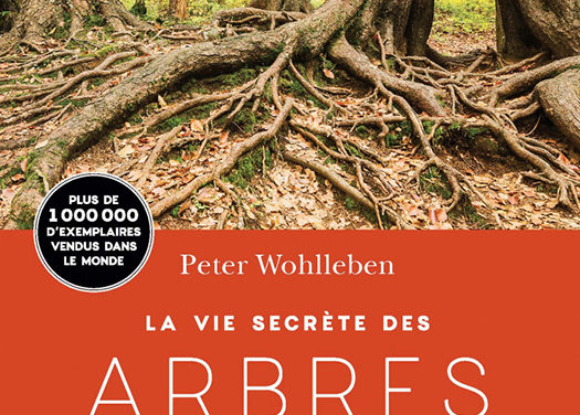 Après l’animalisme, «l’arbrisme»