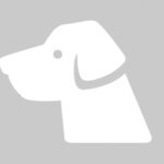 À vendre chiot de chasse