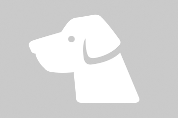 À vendre chiot de chasse