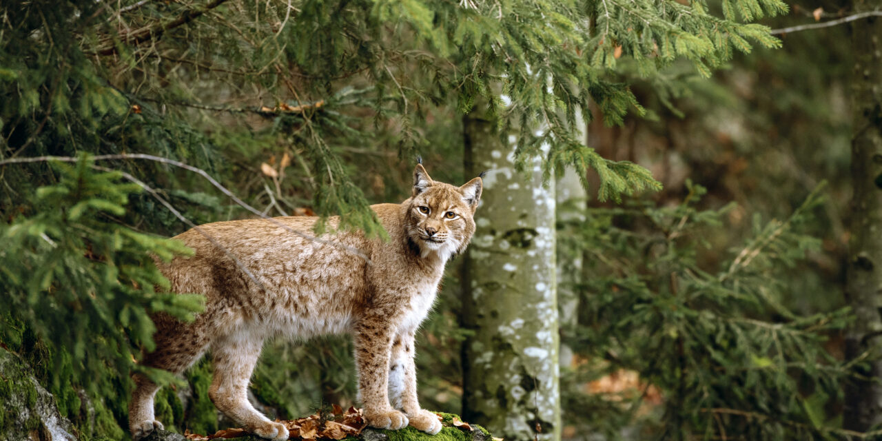 Lynx en Anniviers, un débat démystifié