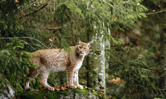 Lynx en Anniviers, un débat démystifié