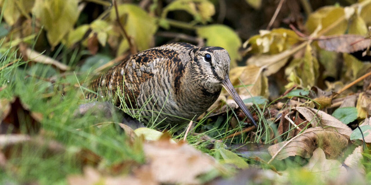 Revitalisation de  biotope en faveur de la bécasse des bois