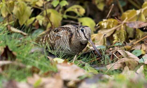 Revitalisation de  biotope en faveur de la bécasse des bois