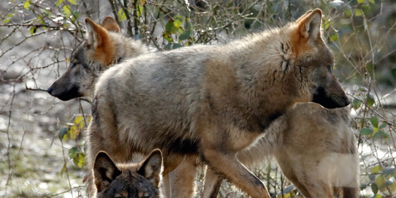 Pas de parc à loups à Neuchâtel