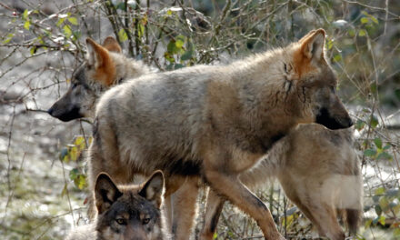 Pas de parc à loups à Neuchâtel