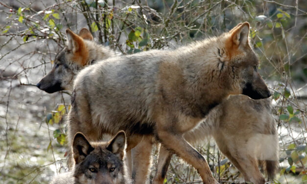 Pas de parc à loups à Neuchâtel