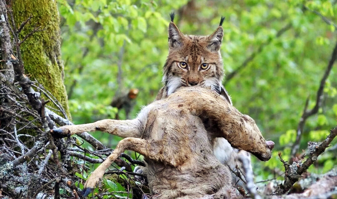 Exposition photographique sur la faune locale à Auvernier