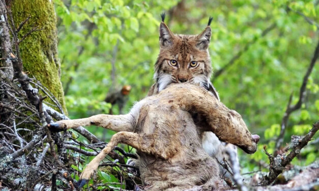 Exposition photographique sur la faune locale à Auvernier