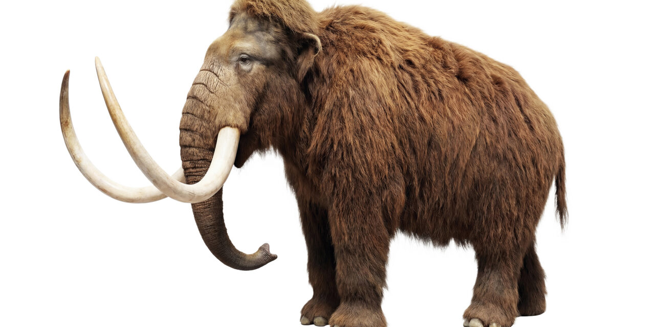 La désextinction, avancée pour la nature ou affaire d’argent?
