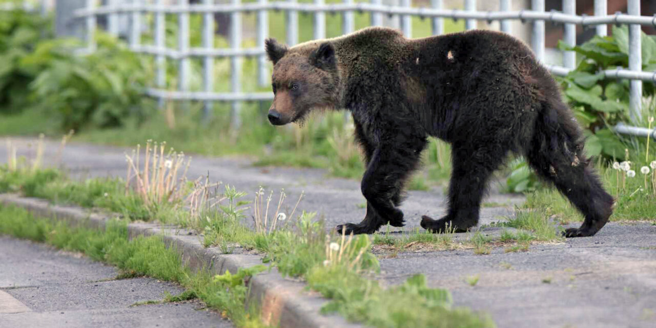 Ours: le Japon prend des mesures drastiques