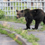 Ours: le Japon prend des mesures drastiques