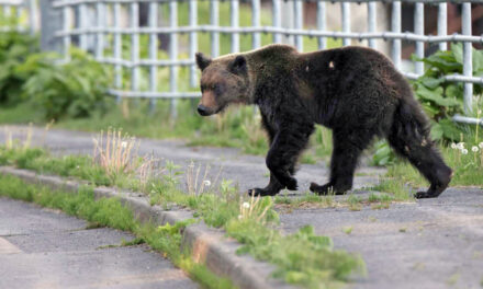 Ours: le Japon prend des mesures drastiques