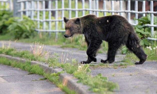 Ours: le Japon prend des mesures drastiques