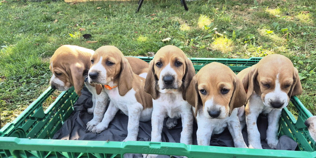 Chiot à vendre