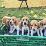 Chiot à vendre