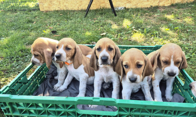 Chiot à vendre